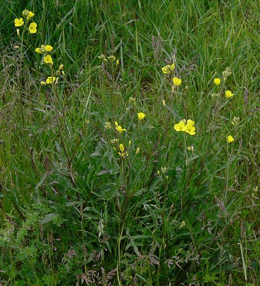 Diplotaxis tenuifolia - Schmalblttriger; Rucola Doppelsame - perennial wall rocket
