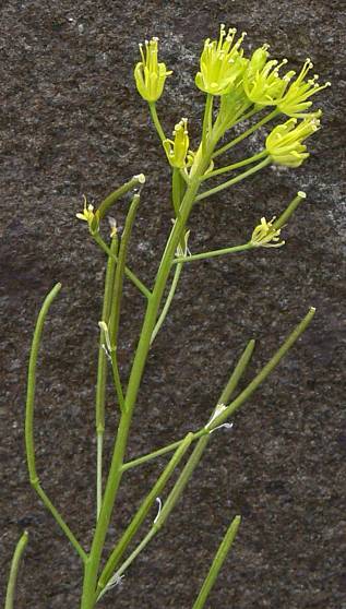 Descurainia sophia - Besenrauke - herb sophia