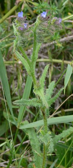 Anchusa arvensis - Acker-Krummhals - small bugloss