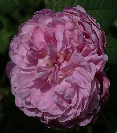 Rosa × centifolia - Kohl-Rose - cabbage rose