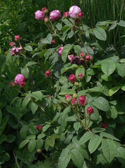 Rosa × centifolia - Kohl-Rose - cabbage rose