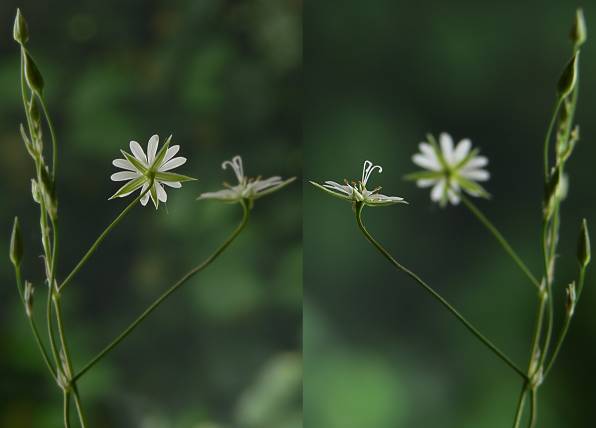Stellaria graminea - Gras-Sternmiere - grasslike starwort