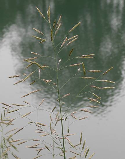 Glyceria maxima - Groer Schwaden - reed mannagras
