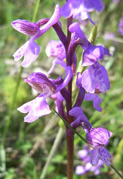 Orchis morio - Kleines Knabenkraut - green-winged orchid