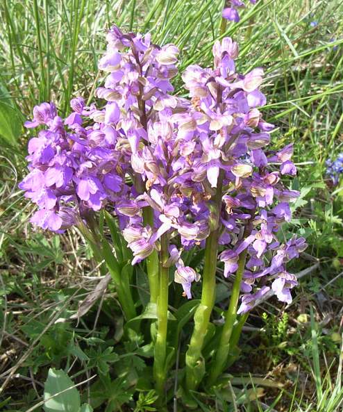 Orchis morio - Kleines Knabenkraut - green-winged orchid