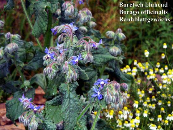 Borago officinalis - Boretsch - common borage