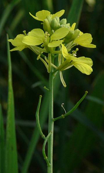 Sinapis alba - Weier Senf - white mustard