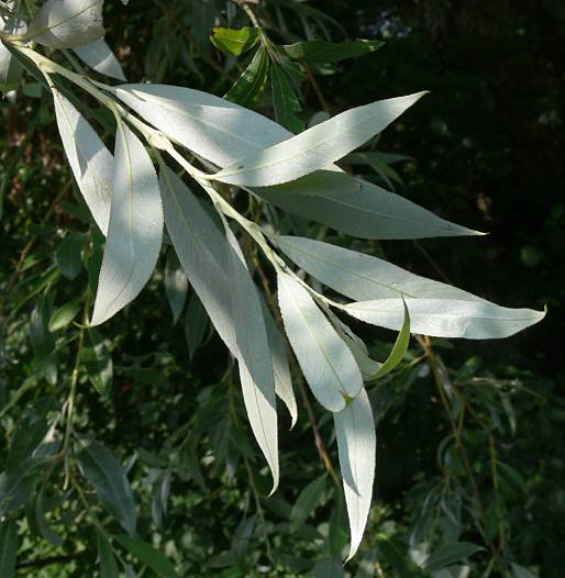 Salix alba - Gewhnliche Silber-Weide - white willow
