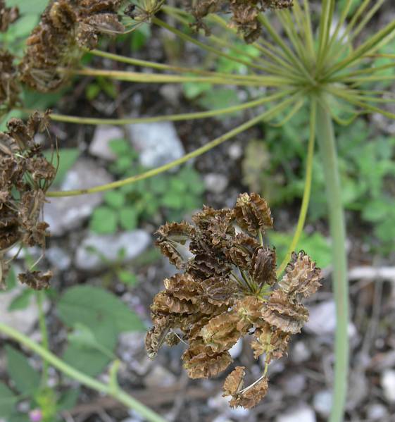 Laserpitium latifolium - Breitblttriges Laserkraut - laserwort
