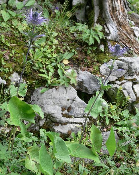 Eryngium alpinum - Alpen-Mannstreu - alpine eryngo