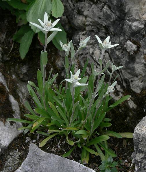 Leontopodium alpinum - Alpen-Edelwei - edelweiss