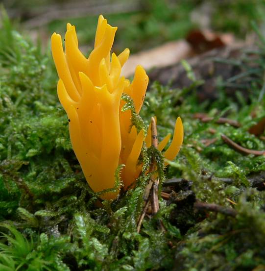 Calocera viscosa - Klebriger Hrnling - yellow staghorn fungus