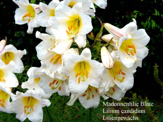 Lilium candidum - Madonnenlilie - Madonna lily