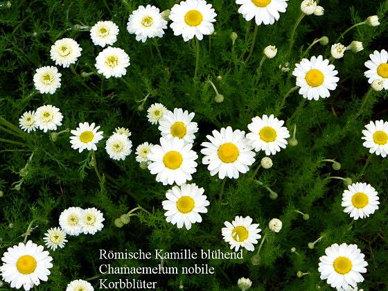 Chamaemelum nobile - Rmische Kamille - Roman chamomile