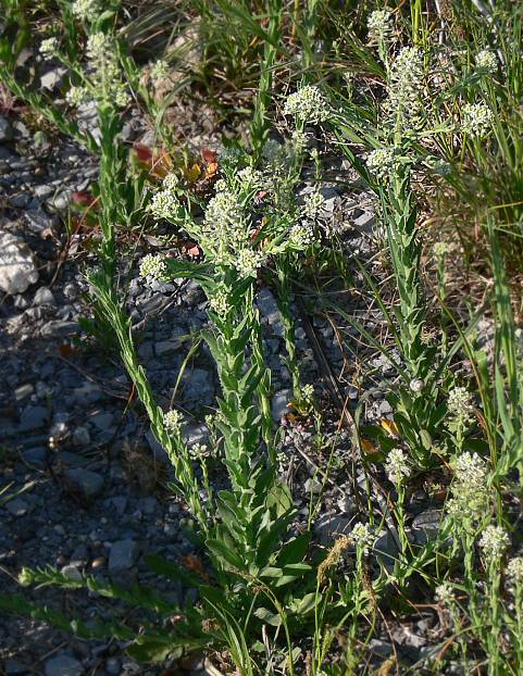 Lepidium campestre - Feld-Kresse - field pepperweed