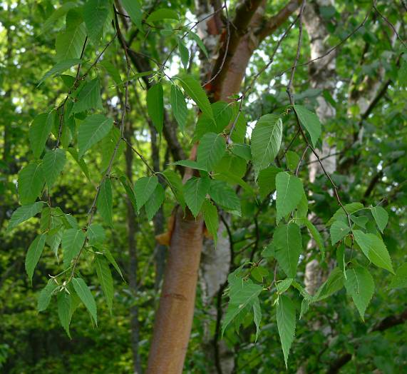 Betula albosinensis - Kupfer-Birke - Chinese red birch