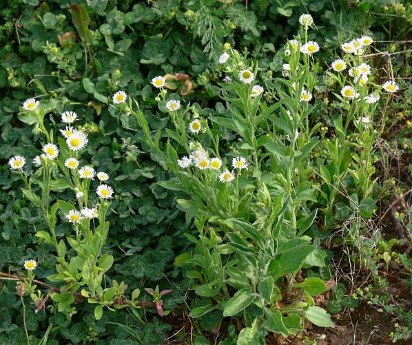 Erigeron annuus - Einjhriger Feinstrahl - eastern daisy fleabane