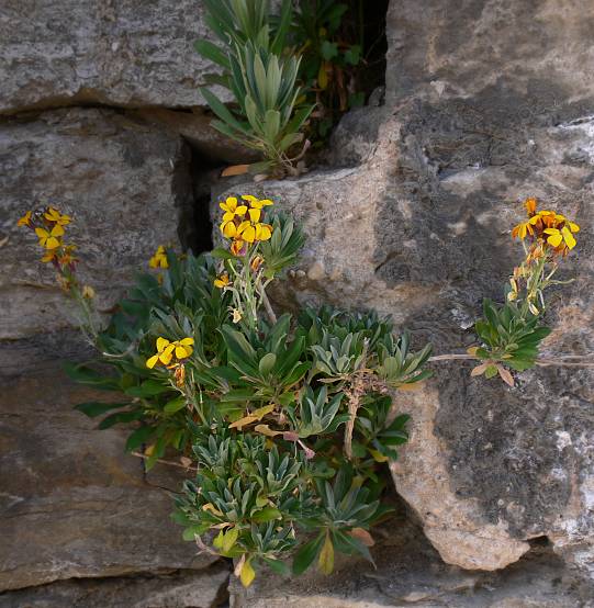 Erysimum cheiri - Goldlack - Aegean wallflower