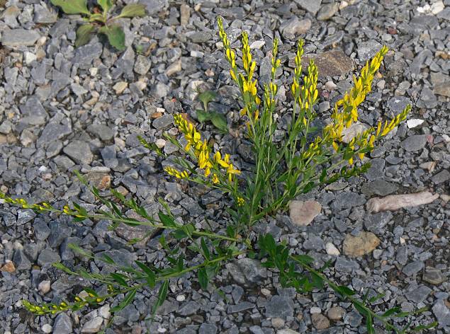 Genista tinctoria - Frber-Ginster - Dyer's greenweed