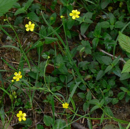 Ranunculus flammula - Brennender Hahnenfu - creeping spearwort