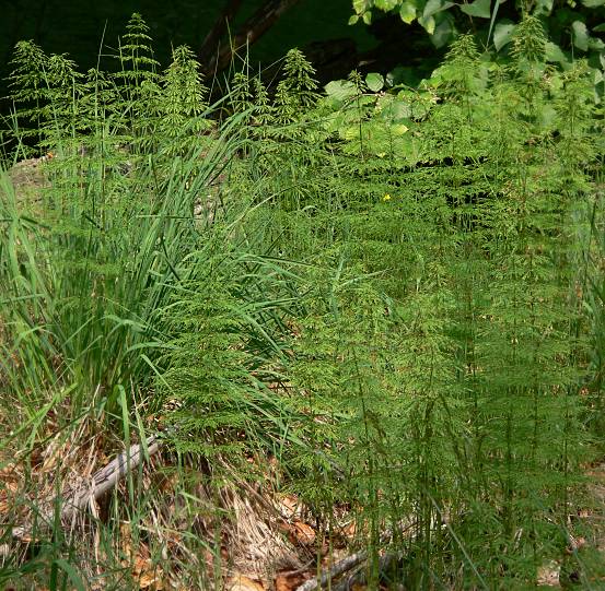 Equisetum sylvaticum - Wald-Schachtelhalm - woodland horsetail