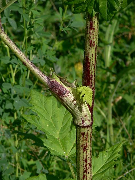 Heracleum mantegazzianum - Herkulesstaude - giant hogweed