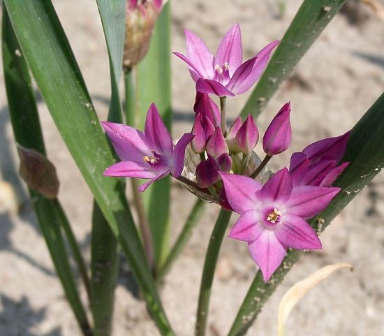 Allium oreophilum - Rosen-Lauch - pink lily leek
