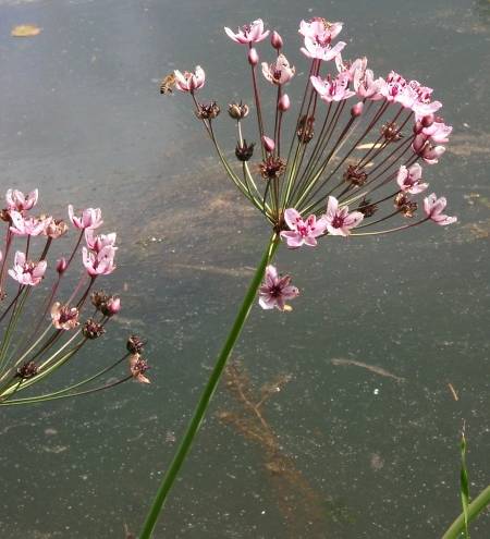 Butomus umbellatus - Schwanenblume - flowering rush