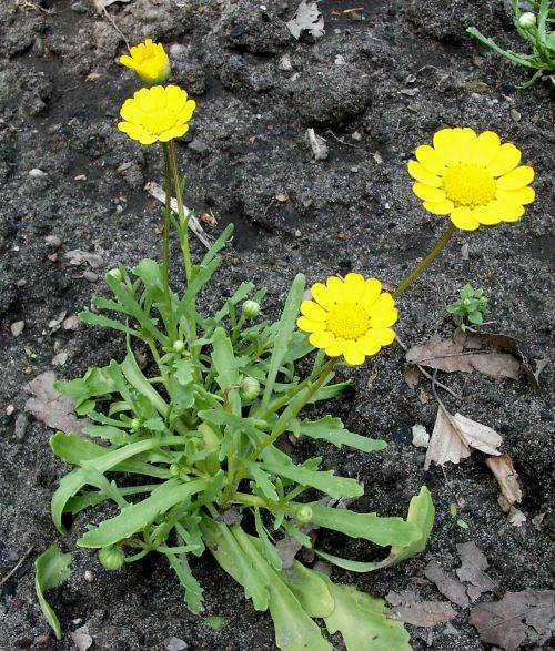 Coleostephus multicaulis - 'Gelbe Zwergmargerite' - yellow daisy