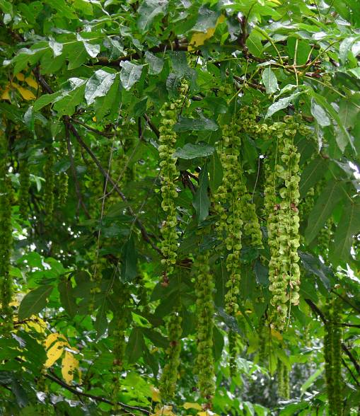 Pterocarya fraxinifolia - Kaukasische Flgelnuss - Caucasian wingnut
