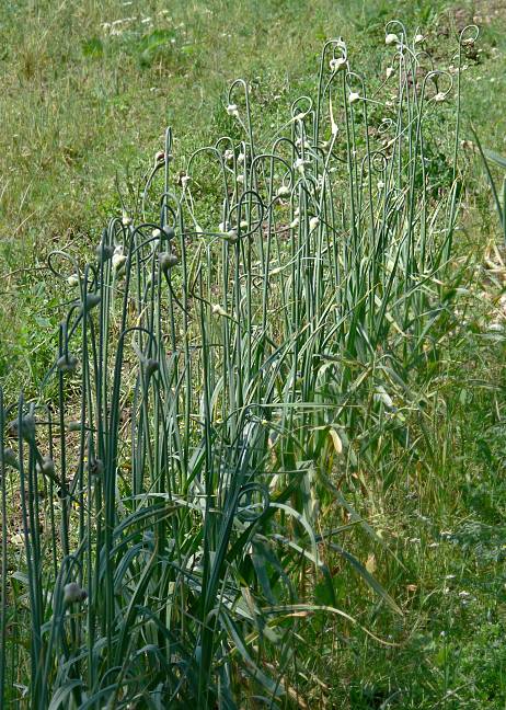 Allium sativum var. ophioscorodon - Schlangen-Knoblauch - hard necked garlic