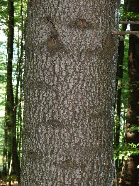 Abies alba - Wei-Tanne - silver fir