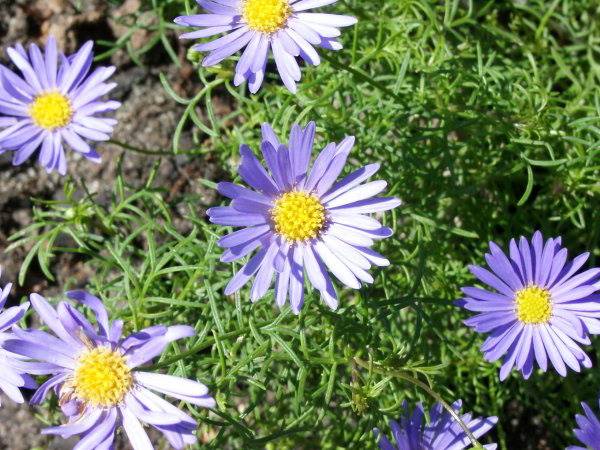 Brachyscome multifida - Blaues Gnseblmchen - cut-lead daisy