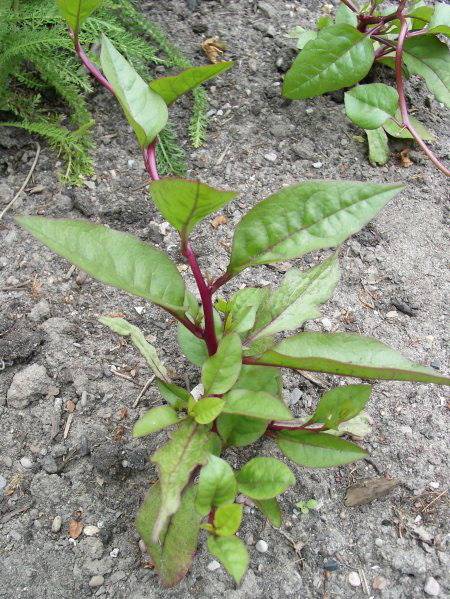 Basella alba f. rubra - Malabarspinat - Ceylon spinach