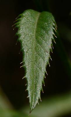 Serratula tinctoria - Frber-Scharte - saw-wort