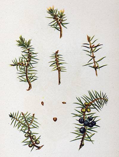 Juniperus communis - Gewöhnlicher Wacholder - common juniper