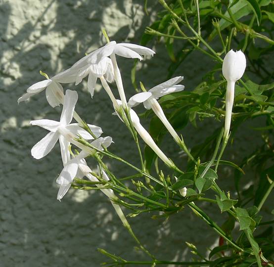 Jasminum polyanthum - Kletter-Jasmin - many-flowered jasmine