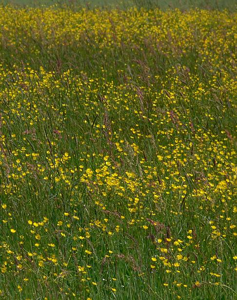 Ranunculus acris - Scharfer Hahnenfu - meadow buttercup
