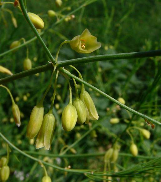 Asparagus officinalis - Gemse-Spargel - garden asparagus