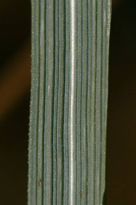 Elymus obtusiflorus - Stumpfbltige Quecke - tall wheat grass