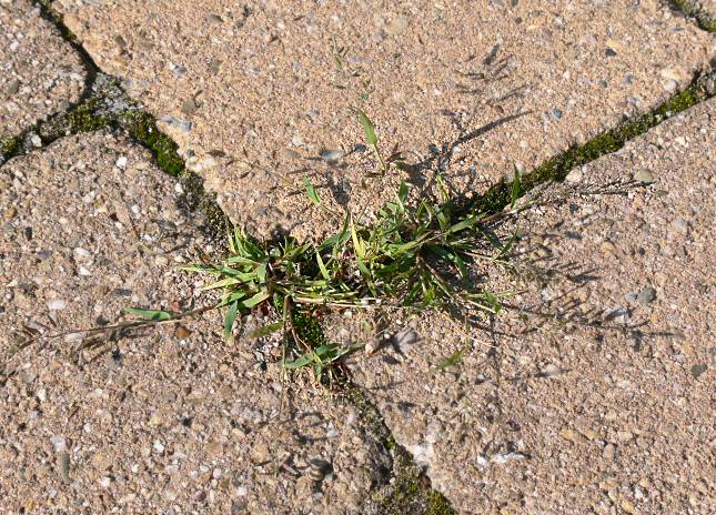 Eragrostis minor - Kleines Liebesgras - little lovegrass