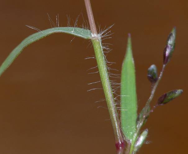 Eragrostis minor - Kleines Liebesgras - little lovegrass