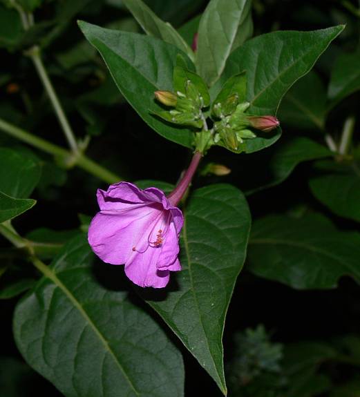 Mirabilis jalapa - Wunderblume - four o'clock flower