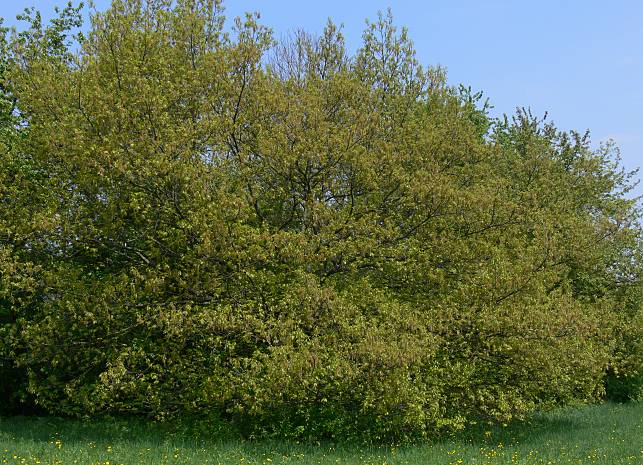 Quercus rubra - Rot-Eiche - northern red oak