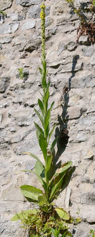 Verbascum thapsus - Kleinbltige Knigskerze - common mullein