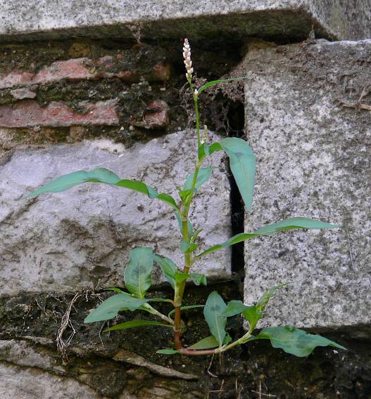 Persicaria lapathifolia - Ampfer-Knterich - curlytop knotweed