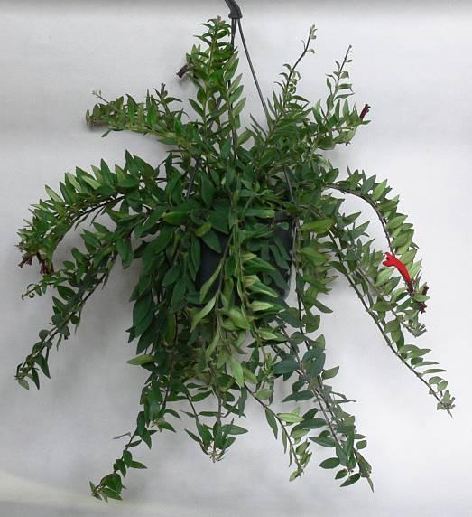Aeschynanthus spec. 'Caroline' - Schamblume - lipstick plant