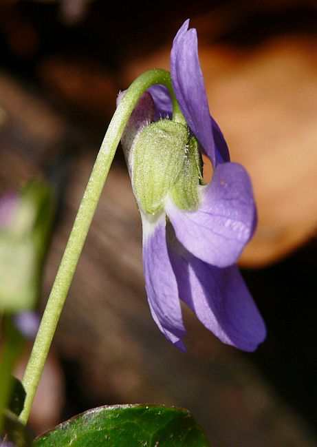 Viola hirta - Rauhaariges Veilchen - hairy violet