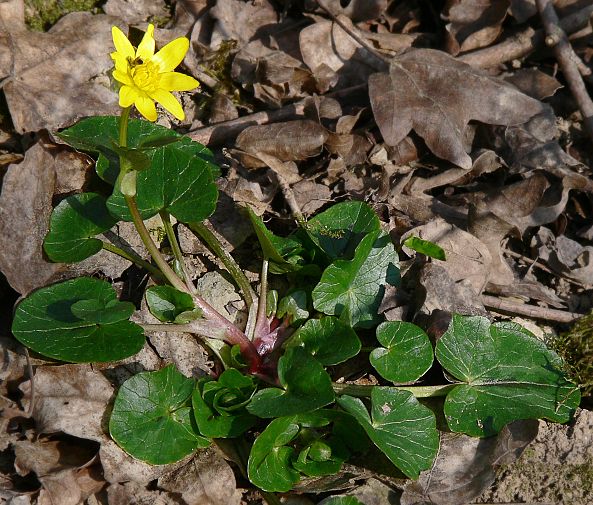 Ranunculus ficaria - Scharbockskraut - fig buttercup