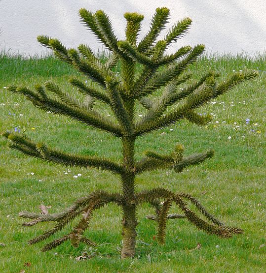 Araucaria araucana - Araukarie - monkeypuzzle tree